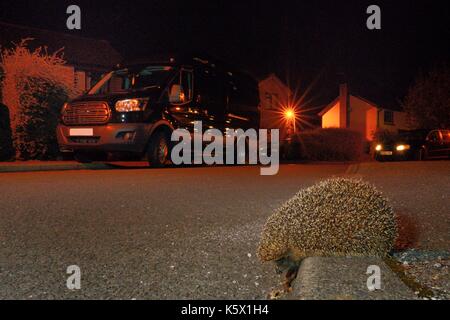 Hedgehog (Erinaceus europaeus) about to cross a suburban street at night to forage in gardens, Chippenham, Wiltshire, UK, September. Stock Photo