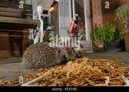 Two Hedgehogs (Erinaceus europaeus) feeding on mealworms and oatmeal left out for them on a patio, watched by home owner taking a photograph, Chippenh Stock Photo