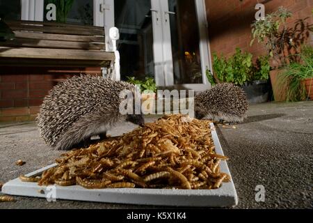 Two Hedgehogs (Erinaceus europaeus) feeding on mealworms left out for them on a patio, Chippenham, Wiltshire, UK, August.  Taken with a remote camera. Stock Photo