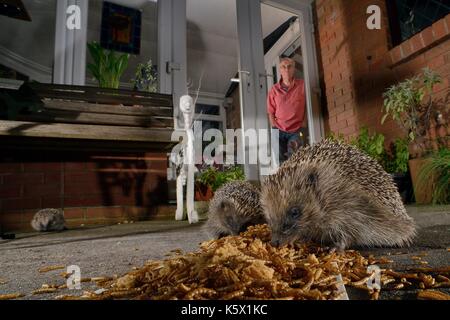 Two Hedgehogs (Erinaceus europaeus) feeding on mealworms left out for them on a patio, watched by home owner, Chippenham, Wiltshire, UK, August. Taken Stock Photo
