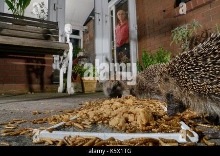 Three Hedgehogs (Erinaceus europaeus) feeding on mealworms and oatmeal left out for them on a patio, watched by home owner, Chippenham, Wiltshire, UK, Stock Photo