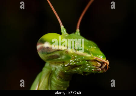 The European mantis (praying mantis) close-up Stock Photo