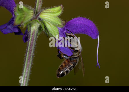 European honey bee pollinating meadow sage Stock Photo