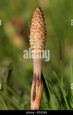 the field horsetail or common horsetail Stock Photo