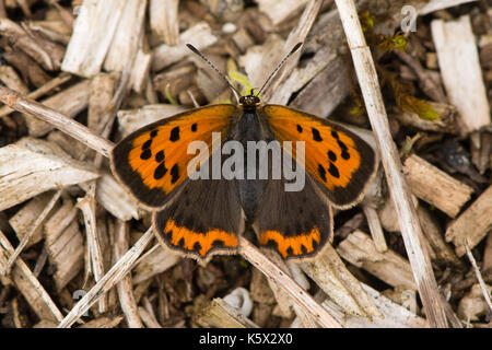 Small copper butterfly (Lycaena phlaeas) dorsal view. Small butterfly in the family Lycaenidae at rest, showing striking orange markings from above Stock Photo