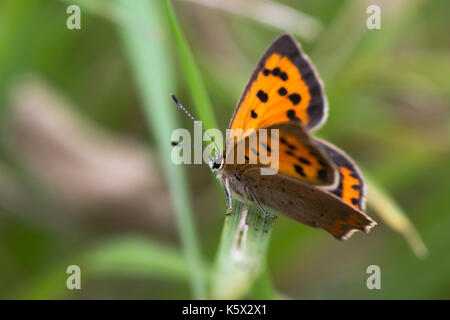 Small copper butterfly (Lycaena phlaeas) perched on grass. Small butterfly in the family Lycaenidae at rest, showing striking orange markings Stock Photo
