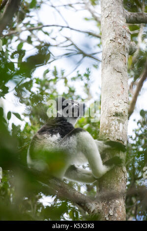Indri, Indri Indri, Andasibe-Mantadia National Park, Madagascar Stock Photo