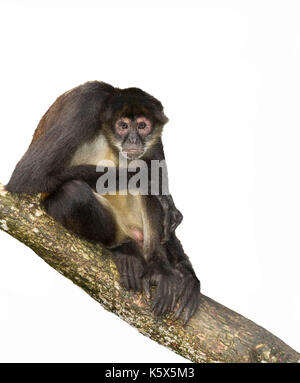 Geoffroy's spider monkey at the tree, cutout,  Belize, Central America Stock Photo