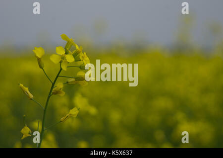 Bright yellow Canola plant blooming in field in Central Alberta, Canada Stock Photo