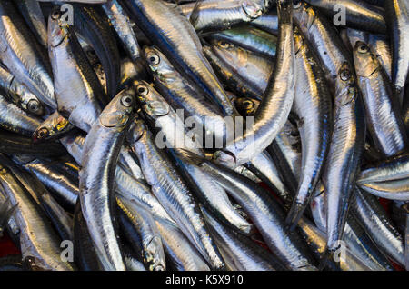 anchovies Stock Photo