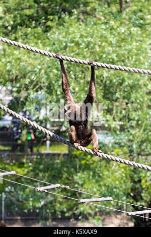 Blackhound gibon in the national park on the island of Borneo Kuching, Sarawak ,Malaysia . Stock Photo