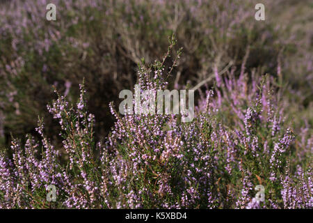 Blooming heath at nature reserve 'Mookerheide' in the Netherlands, close up Stock Photo