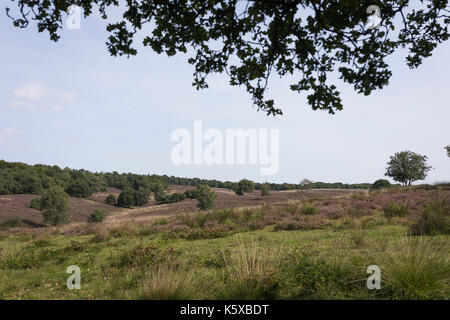 Landscape with hills and blooming heath at the 'Mookerheide' in the Netherlands Stock Photo