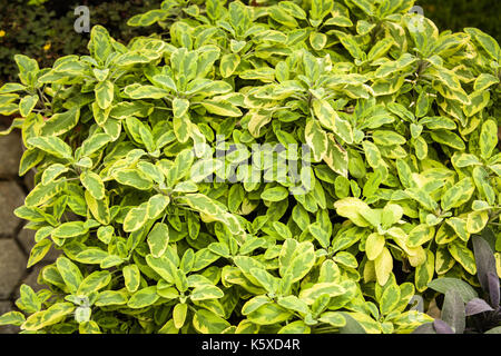 Herbs used in the kitchen: Sage (Salvia officinalis aurea). The concept of healthy balanced meals. Stock Photo