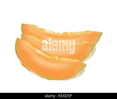 Cantaloupe - melon isolated Stock Vector