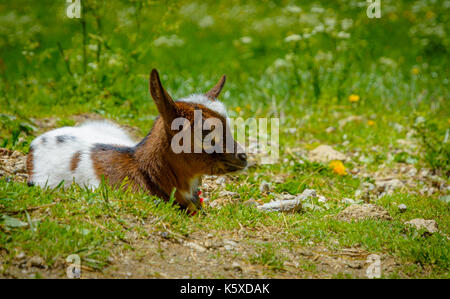 a young goat resting on the green grass. selective focus Stock Photo