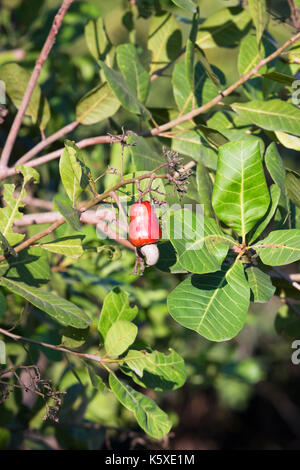 Cashew fruit, anacardium occidentale, hanging on tree, Ko Phayam, Thailand Stock Photo
