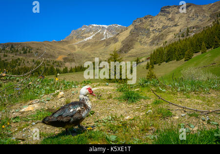 Muscovy duck roaming on the grass. Cairina moschata Stock Photo