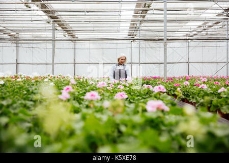 Young concentrated mature blonde woman in apron working with flowers in greenhouse Stock Photo
