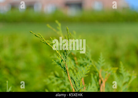 Branches of Thuja tree in Canada Stock Photo