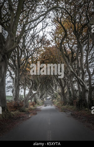 The Dark Hedges in Northern Ireland Stock Photo