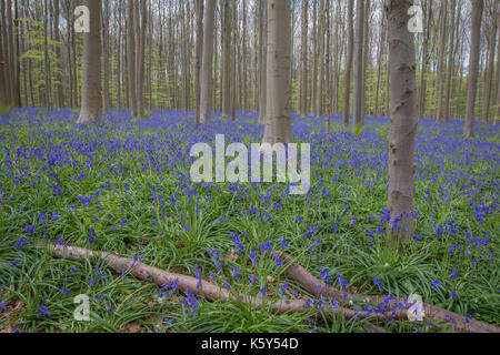 Bluebell Forest Stock Photo