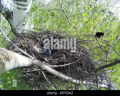 Fledging Rook Rook (Corvus frugilegus), fledgling Stock Photo - Alamy