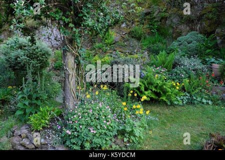 Perennial rockery garden in bloom with Welsh poppies, honeysuckle climber climbing post, foxgloves, pink geranium in Wales UK   KATHY DEWITT Stock Photo