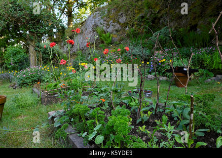 Small country cottage garden with red geum Mrs Bradshaw plants yellow Welsh poppies & vegetables in rural Carmarthenshire, Wales UK   KATHY DEWITT Stock Photo