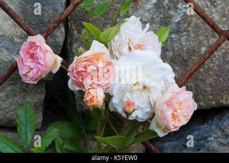 Beautiful, private, traditional, country garden, West Yorkshire, England, UK - summer flowering plants (pale pink roses) in close-up on metal trellis. Stock Photo