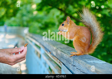 Human hand gives a nut to the red squirrel standing on the fence in the city park Stock Photo