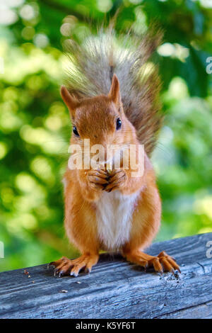 Red squirrel with white paunch eating nuts standing on the fence in the city park with green foliage on the background Stock Photo