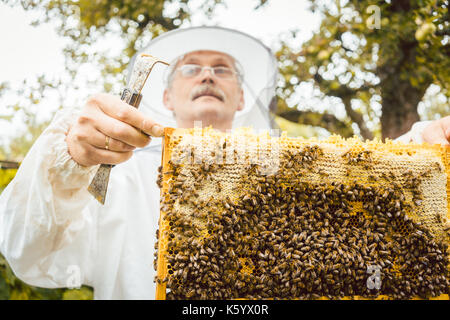 Beekeeper holding honeycomb with bees in his hands Stock Photo
