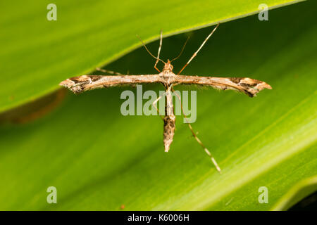 Adult of the Beautiful plume moth, Amblyptilia acanthadactyla, in typical cruciform resting pose Stock Photo