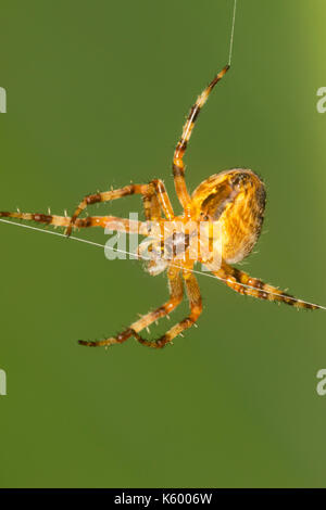 Female European garden spider, Araneus diadematus, performs acrobatics on her web.  Image taken from underside.