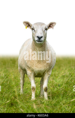 Sheep Or Lamb Standing In Grass With Isolated Background For Text Stock Photo