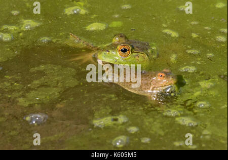 American bullfrog (Lithobates catesbeianus) attacking a young green frog (Rana clamitans) in a forest swamp, Ames, Iowa, USA Stock Photo