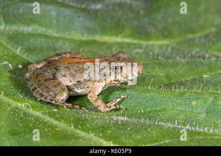 Blanchard’s Northern Cricket Frog (Acris crepitans blanchardi) on a leaf, Ames, Iowa, USA