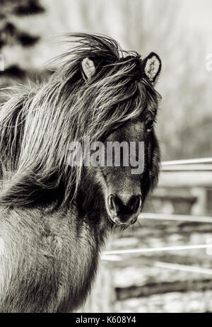 An Icelandic horse mare standing in a winter breeze Stock Photo