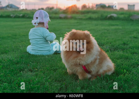 Pomeranian and little child sitting on the grass in the background.