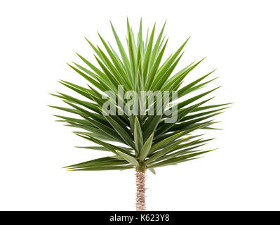 Green Yucca plant isolated on white background Stock Photo