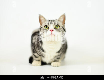 Silver-spotted tabby Cat with white background Stock Photo