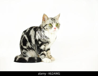 Silver-spotted tabby Cat with white background Stock Photo