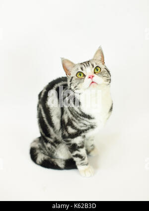 Silver-spotted tabby Cat with white background Stock Photo