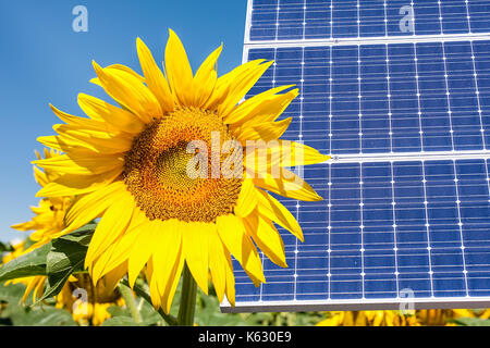 Photomontage with solar panels and sunflower flower Stock Photo