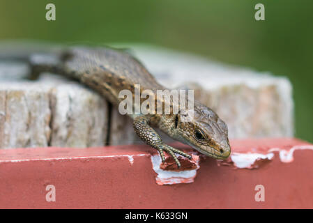 Common Lizard adult (Zootoca vivipara), AKA Viviparous lizard or Eurasian lizard near water, in Autumn in Southern England, UK. Lizard closeup.