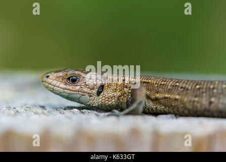 Zootoca vivipara adult (Viviparous lizard or Common lizard or Eurasian lizard) in woodland near water, in West Sussex, England, UK. Lizard macro. Stock Photo
