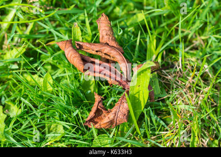 Fallen dead leaf on the ground after falling from a tree at the start of Autumn in the UK. Stock Photo