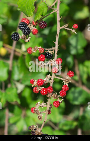 Blackberries ripening on a blackberry bush in early Autumn in the UK. Stock Photo