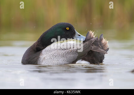 Greater Greater Scaup Aythya Marila Adult Female Swimming Next To